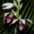 /album/flora/phaius-001-jpg/